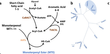 A microbial platform for selective biosynthesis of monoterpene esters | Ncm | RMH | Scoop.it