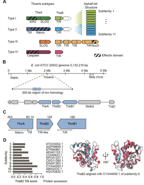 A type II Thoeris anti-phage defense enacts growth arrest independent of NAD depletion | brveco | RMH | Scoop.it