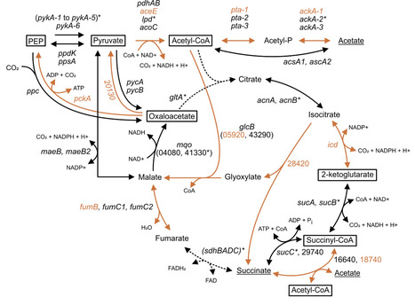 Azotobacter vinelandii gene fitness following carbon shift from sucrose to acetate, succinate and glycerol | Msc | RMH | Scoop.it