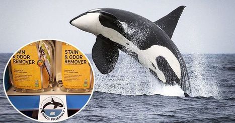 Ace Hardware stores start labeling 'orca-friendly' products on shelves | Coastal Restoration | Scoop.it