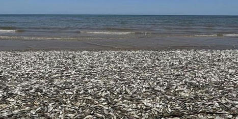 Hundreds of thousands of fish wash up dead on Texas beach - RawStory.com | Agents of Behemoth | Scoop.it