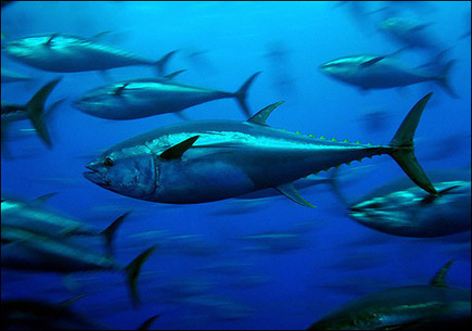 CBD sues to limit bluefin tuna catch by commercial fishing | OUR OCEANS NEED US | Scoop.it