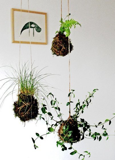 Kokedama: cosa sono e come realizzarli | Orto, Giardino, Frutteto, Piante Innovative e Antiche Varietà | Scoop.it