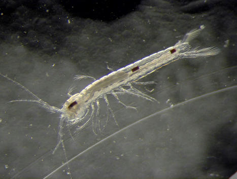 Une espèce nouvelle de crustacé souterrain a été découverte dans le Parc National des Calanques  | EntomoNews | Scoop.it