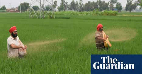 Fears global energy crisis could lead to famine in vulnerable countries | Business | The Guardian | International Economics: IB Economics | Scoop.it
