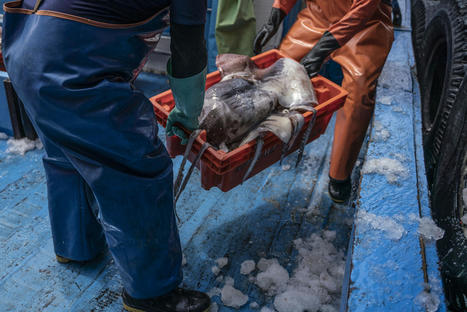 PERU : Artisanal squid fishing in Peru threatened by international fleets | AM&Eacute;RIQUES | Scoop.it