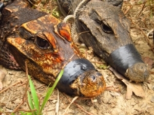 A la découverte des crocodiles cavernicoles d’Abanda au Gabon - Institut de recherche pour le développement (IRD) | Merveilles - Marvels | Scoop.it