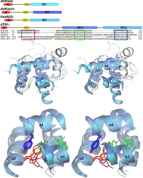 PLoS Pathogens: Sequence Divergent RXLR Effectors Share a Structural Fold Conserved across Plant Pathogenic Oomycete Species | Publications | Scoop.it