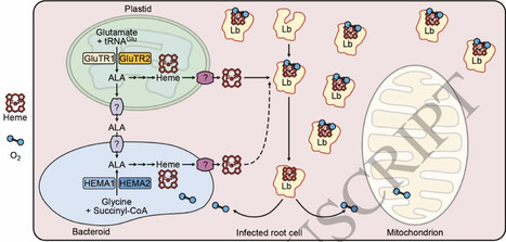 Plant glutamyl-tRNA reductases coordinate plant and rhizobial heme biosynthesis in nitrogen-fixing nodules | tpc | RMH | Scoop.it
