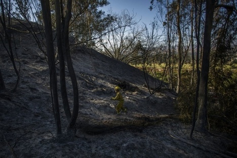 Incendies: Trump menace (encore) de priver la Californie des aides fédérales | GREENEYES | Scoop.it