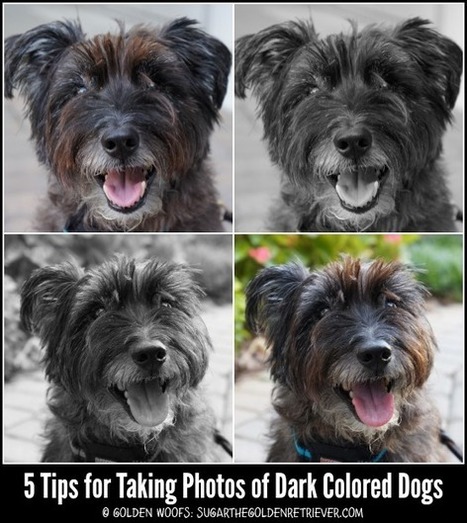5 Photography Tips: Taking Photos of Dark Colored Dogs | Mobile Photography | Scoop.it