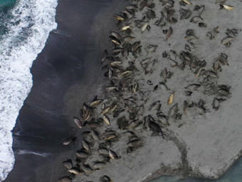 CLIMATE: Severe impact of avian flu on southern elephant seals | DURABILITES | Scoop.it