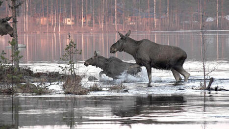 Suuri hirvivaellus vie taas viikkokausiksi ruotsalaisen mets&auml;n syd&auml;meen - Koti | 1Uutiset - Lukemisen t&auml;hden | Scoop.it