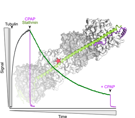 The C-terminus of stathmin-like proteins governs the stability of their complexes with tubulin | I2BC Paris-Saclay | Scoop.it