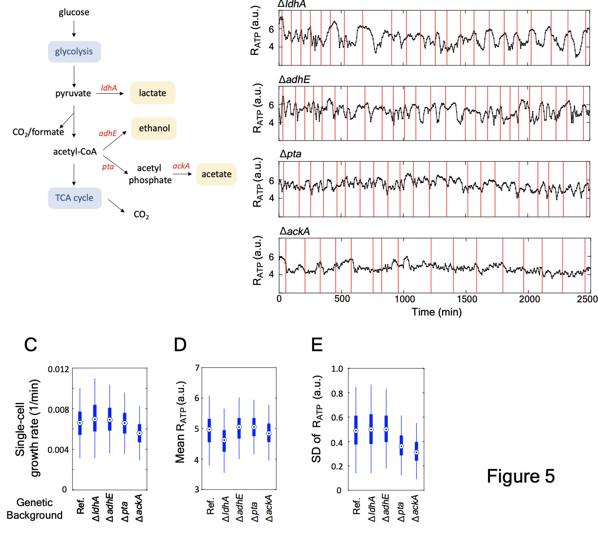 Connecting single-cell ATP dynamics to overflow...