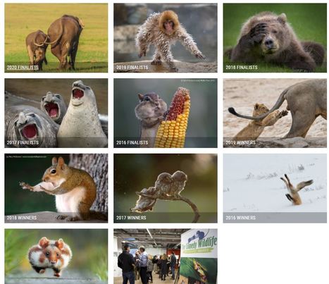 Comedy Wildlife Photography Awards - via Speech Techie - Start your class off with laughter! | iGeneration - 21st Century Education (Pedagogy & Digital Innovation) | Scoop.it