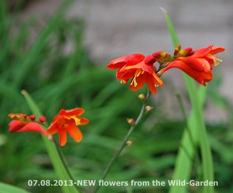 Gardening: The Wild-Garden | Names Of The Flowers-Crocosmia pottsii | Hobby, LifeStyle and much more... (multilingual: EN, FR, DE) | Scoop.it