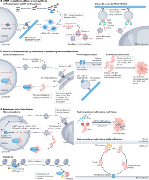 Subcellular localization as a driver of protein...