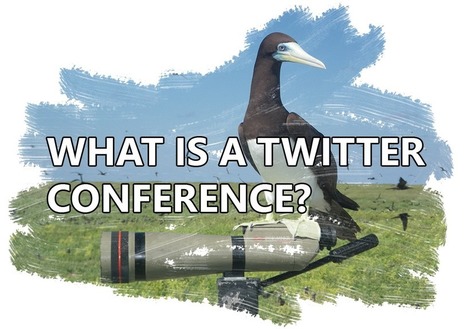 World Seabird Twitter Conference 2018 | Biodiversité | Scoop.it