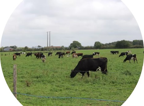 Inrae – OasYs : Des vaches croisées trois voies pour associer productivité et pâturage | Lait de Normandie... et d'ailleurs | Scoop.it