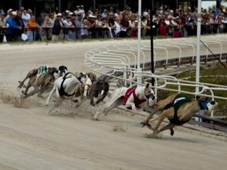 Dog Track Bracing for End of Racing  | Greyhound Racing | Scoop.it