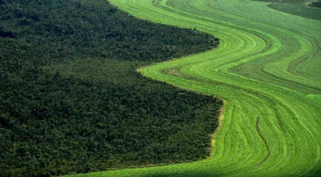 Déforestation : « Quand les Européens consomment, les forêts tropicales se consument », alerte le WWF | Biodiversité | Scoop.it