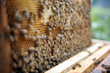 Notre-Dame de Paris : les 200.000 abeilles de la cathédrale sont sauvées | J'écris mon premier roman | Scoop.it