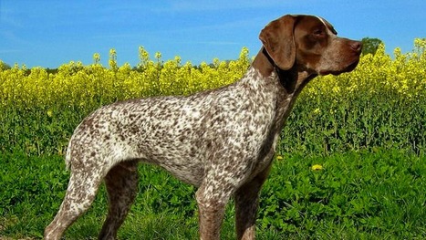 Bient&ocirc;t des chiens de chasse contre le scarab&eacute;e japonais | EntomoScience | Scoop.it