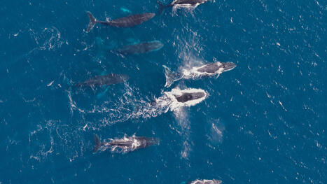 Un record historique pour les baleines &agrave; bosse : ce rassemblement in&eacute;dit pourrait changer leur protection aux Cara&iuml;bes | Revue de presse C&eacute;tac&eacute;s | Scoop.it