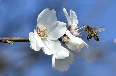 L’Assemblée interdit bien les pesticides tueurs d’abeilles… mais pour 2018 | Variétés entomologiques | Scoop.it