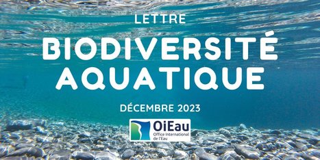 Lettre "Biodiversité aquatique" de décembre 2023 - Ode à la biodiversité ultramarine, précieuse alliée de nos territoires | Biodiversité | Scoop.it