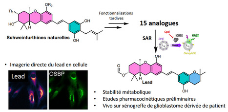 Conception d’un nouvel antitumoral dérivé d’une molécule naturelle ciblant la protéine OSBP | Life Sciences Université Paris-Saclay | Scoop.it