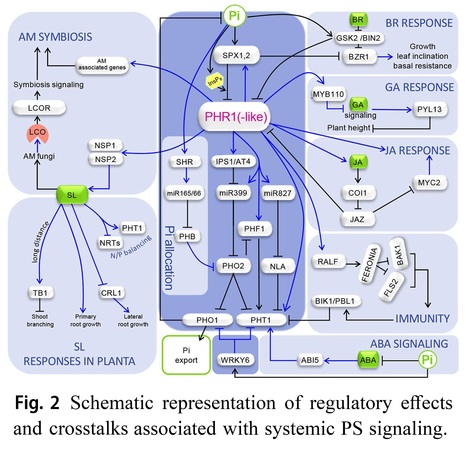 Recent advances in research on phosphate starvation signaling in plants - Review  | Plant hormones (Literature sources on phytohormones and plant signalling) | Scoop.it