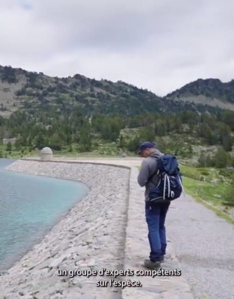 Parc national des Pyrénées : suivi du Lézard de Bonnal, espèce menacée par le changement climatique | Vallées d'Aure & Louron - Pyrénées | Scoop.it