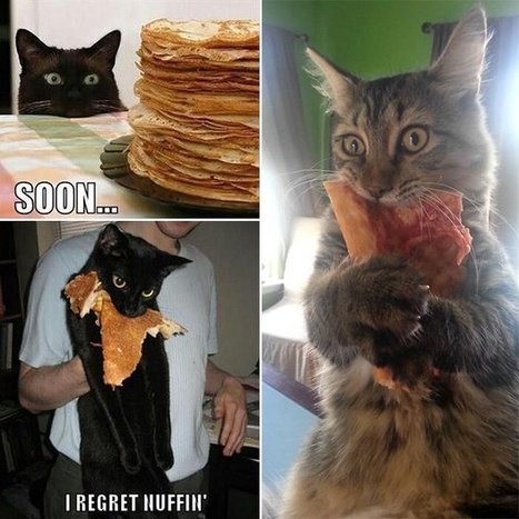 Ces animaux ont apparemment déjà abandonné leur bonnes résolutions | Trollface , meme et humour 2.0 | Scoop.it
