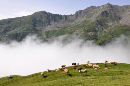 Pass Agritourisme : un nouveau dispositif de soutien régional | Vallées d'Aure & Louron - Pyrénées | Scoop.it