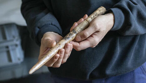 [La Dépêche du Midi] "Ce sont les plus anciennes traces d’outils fabriqués à partir d’os de baleine", les récentes découvertes d’une équipe du CNRS à Toulouse | Les laboratoires du CNRS Occitanie Ouest dans la presse | Scoop.it