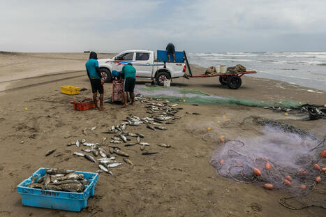 Illegal fishing threatens unique marine ecosystem in Peru | Coastal Restoration | Scoop.it