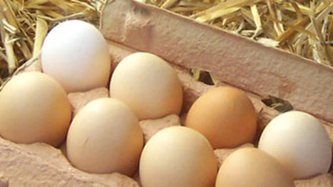 [salmonelles] La Société du Domaine du Pic procède au retrait de la vente d’œufs | Toxique, soyons vigilant ! | Scoop.it