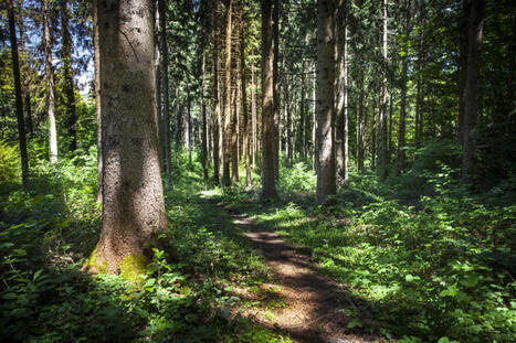 Changement climatique : quel impact sur le puits de carbone forestier ? | RSE et Développement Durable | Scoop.it
