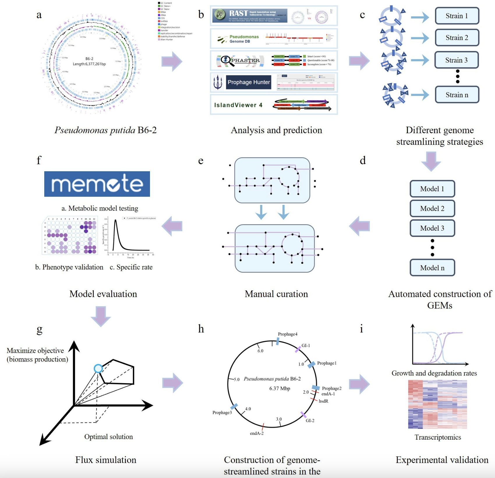 Genome streamlining of Pseudomonas putida B6-2 ...
