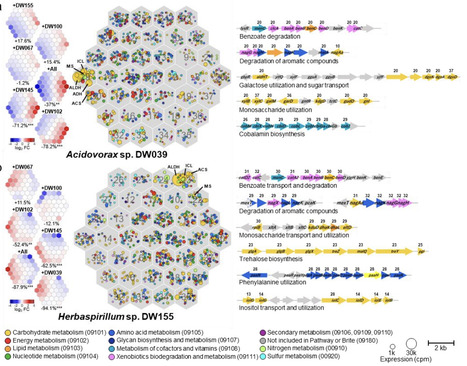 Competition-induced metabolic switching governs the interaction network in plant microbiome assembly | brveco | RMH | Scoop.it