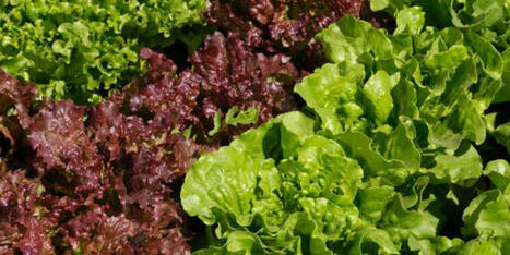 F&L : Les exportations espagnoles de fruits et légumes frais ont augmenté de 8 % en volume en 2024  | FRUITS ET LÉGUMES | Scoop.it