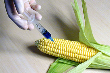 Pour Monsanto, le changement climatique va rapporter gros | Questions de développement ... | Scoop.it