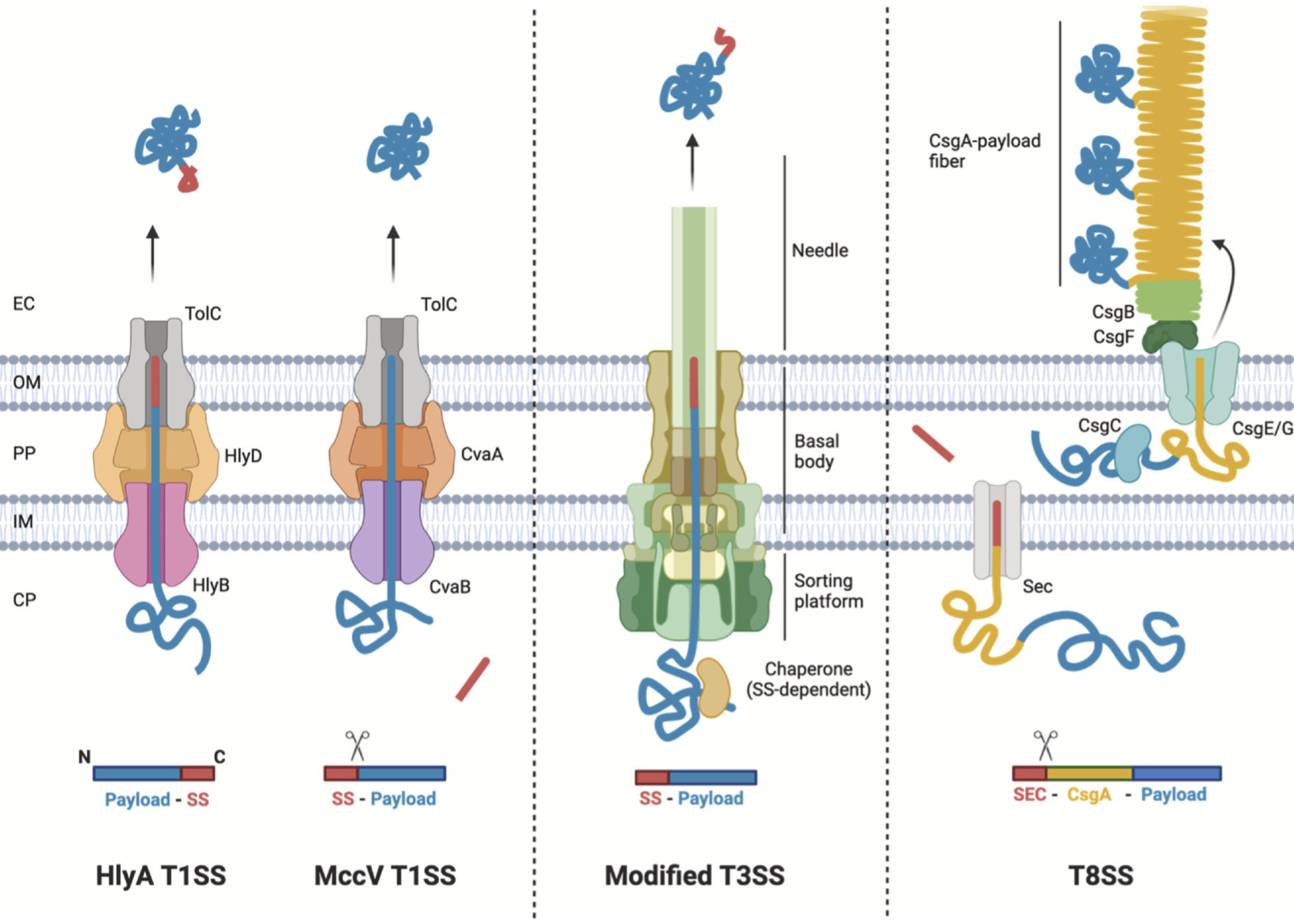 Repurposing bacterial secretion systems for the...