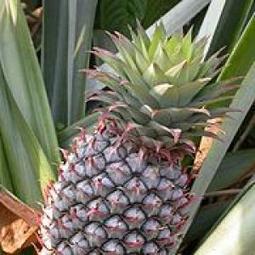 Research: Pineapple Enzyme Kills Cancer Without Killing You | Fitness, Health, and Wellness | Scoop.it