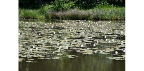 En Isère, le camp militaire de Chambaran entretient sa biodiversité | Biodiversité | Scoop.it