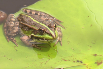"C'est l'assurance vie pour l'humanit&eacute;" : essentielles mais menac&eacute;es, connaissez-vous les zones humides et tous les services qu'elles nous rendent ? | Environnement - D&eacute;veloppement durable - Climat | Scoop.it