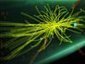 Anti-Aging Protein Extends Life Span in Mice, and Maybe Humans | Longevity science | Scoop.it