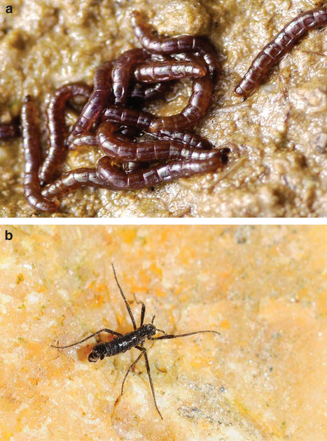 La mouche de l'Antarctique, insecte de l'extrême au génome minuscule | EntomoNews | Scoop.it